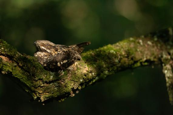 Lappantyú (Fotó: Lendvai Csaba)